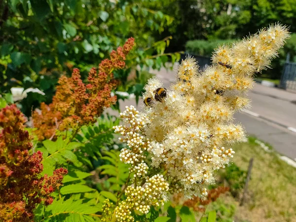 Μέλισσες Στα Ψεύτικα Λουλούδια Spiraea Sorbaria Sorbifolia Λουλούδι Closeup Στον — Φωτογραφία Αρχείου