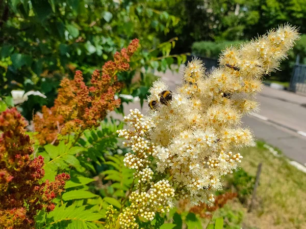 Honungsbin Den Falska Spiran Eller Sorbaria Sorbifolia Blommor Närbild Blomma — Stockfoto