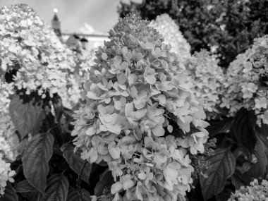Çiçek açan kümes hayvanları yaz akşamı bahçesinde ortanca panikledi (Hydrangea panikledi). Siyah beyaz fotoğraf.
