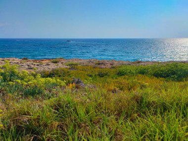 Kıbrıs 'ta Akdeniz yakınlarında yeşil ve sarı otlarla güzel bir sonbahar çayırı