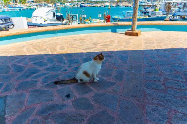 Ayia Napa, Kıbrıs - Eylül 06, 2019: The Cyprian cat. Ayia Napa Limanı 'nda evsiz sokak kedisi fotoğrafı çekildi.