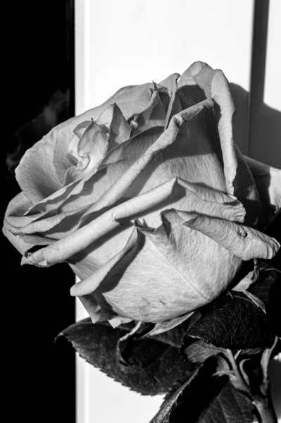 Рожева Квітка Троянди Крупним Планом Біля Вікна Віконній Рамі Осіннім — стокове фото