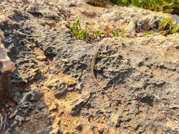 Kıbrıs Kayalık Plajda Küçük Kertenkele Makrosu — Stok fotoğraf