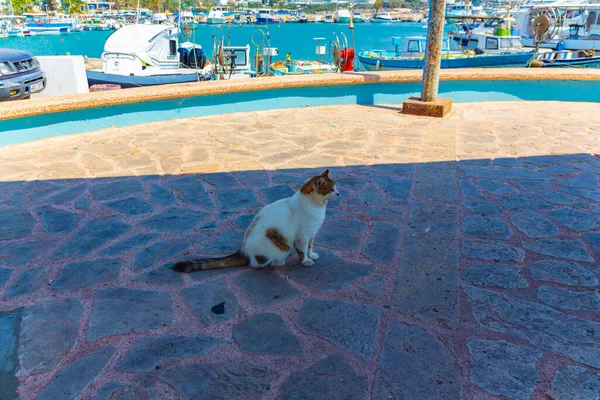 Ayia Napa Cypern September 2019 Den Cypriotiska Katten Hemlös Gatukatt — Stockfoto