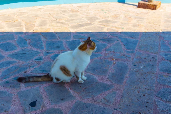 Den Cypriotiska Katten Hemlös Gata Katt Fotograferad Cypern — Stockfoto