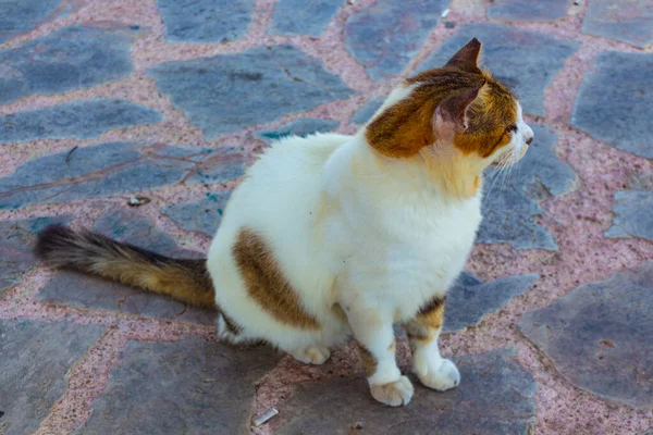 Gato Chipriota Gato Callejero Sin Hogar Fotografiado Chipre —  Fotos de Stock