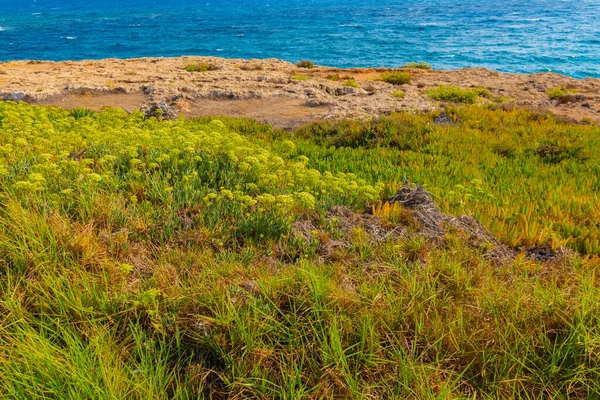 Bellissimo Prato Autunnale Con Erbe Verdi Gialle Vicino Mar Mediterraneo — Foto Stock