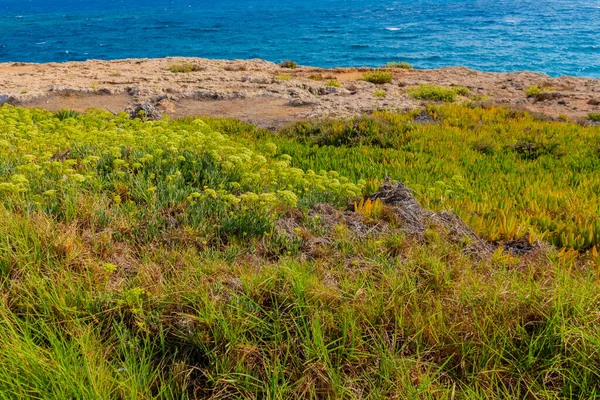 Schöne Herbstwiese Mit Grünen Und Gelben Kräutern Mittelmeer Zypern — Stockfoto