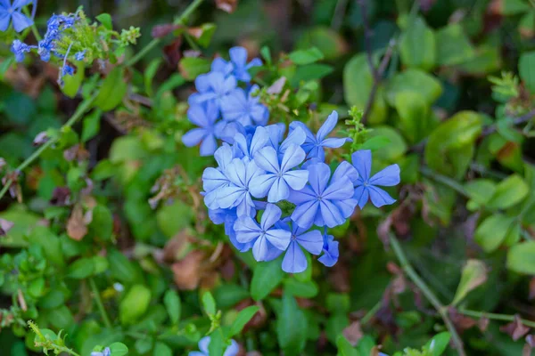 Großaufnahme Blüht Das Kapbleikraut Plumbago Auriculata Garten Blaue Lebhaft Blühende — Stockfoto
