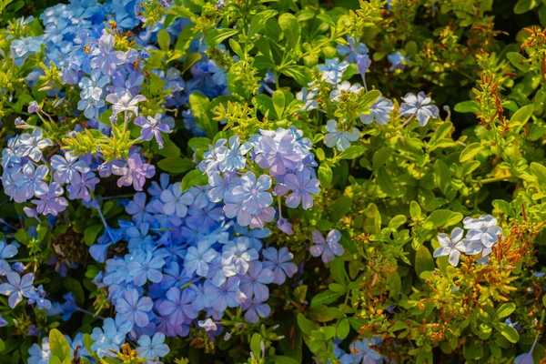 Bahçede yakın plan Pelerin Leadwort (Plumbago Auriculata) çiçeği. Mavi canlı açan çiçekler..
