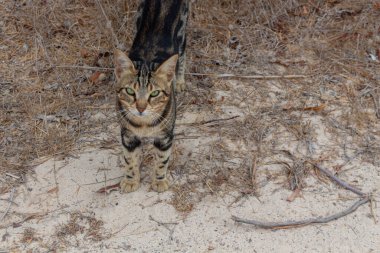 Kıbrıs 'ta parkta yürüyen evsiz sokak kedisi. Cyprian kedisi.