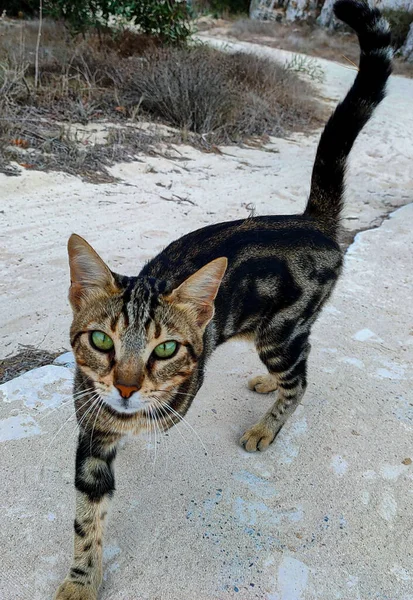 Gato Callejero Sin Hogar Caminando Parque Chipre Gato Chipriota —  Fotos de Stock