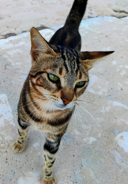 Homeless Street Cat Walking Park Cyprus Cyprian Cat — Stock Photo, Image