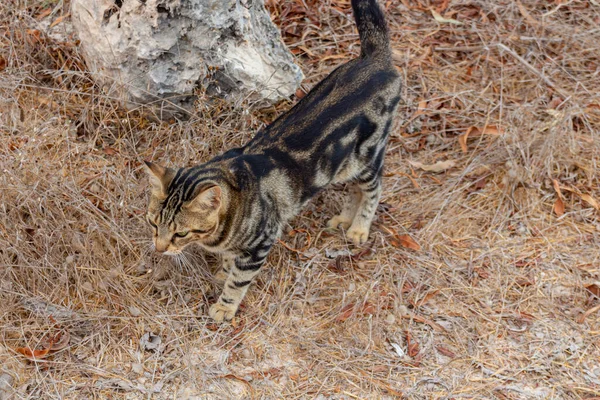 Homeless street cat walking in park on Cyprus. Cyprian cat.