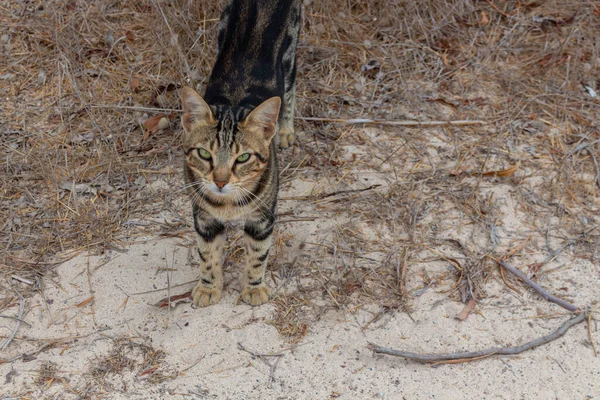 Hemlös Gatukatt Går Parken Cypern Cypriotiska Katter — Stockfoto