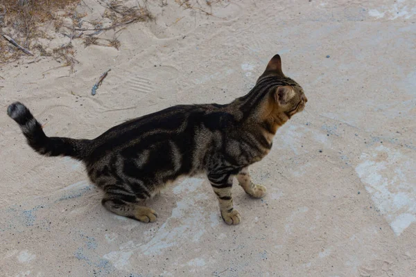 Homeless street cat walking in park on Cyprus. Cyprian cat.