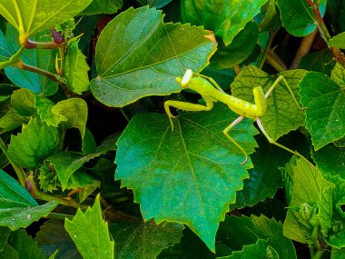 Bir amber ağacının üzerinde yeşil peygamberdevesi (Avrupa peygamber devesi, peygamber devesi dini)