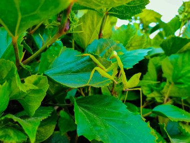 Bir amber ağacının üzerinde yeşil peygamberdevesi (Avrupa peygamber devesi, peygamber devesi dini)