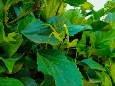 Bir amber ağacının üzerinde yeşil peygamberdevesi (Avrupa peygamber devesi, peygamber devesi dini)