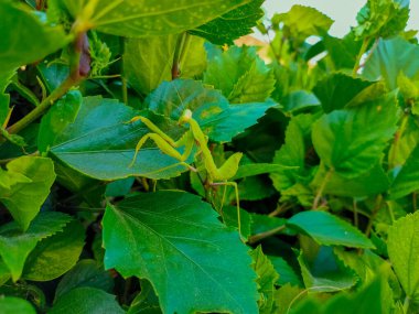 Bir amber ağacının üzerinde yeşil peygamberdevesi (Avrupa peygamber devesi, peygamber devesi dini)