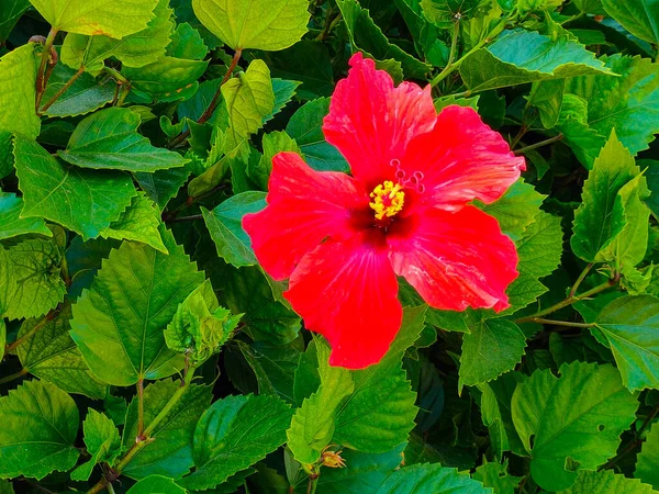 一朵盛开的红色芙蓉花的宏观特写 — 图库照片