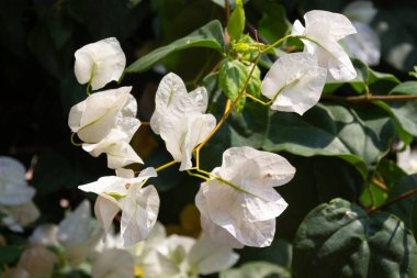 Kıbrıs 'ta parkta çiçek açan beyaz begonviller