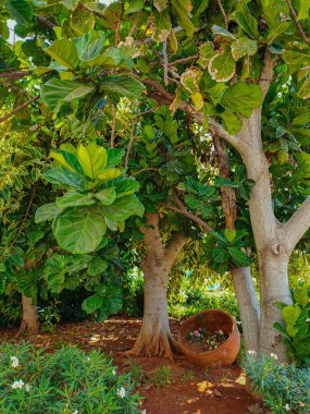 Kıbrıs Rum Kesimi 'nin Ayia Napa kentinde torun yaprağı deniz tecavüz ağacı