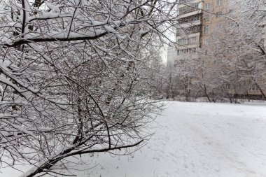 Kış boyunca karla kaplı ağaç dalları