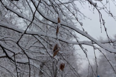 Ağaç dalları ve kuru yapraklar karla kaplı, kış zamanı, doğa yakın.