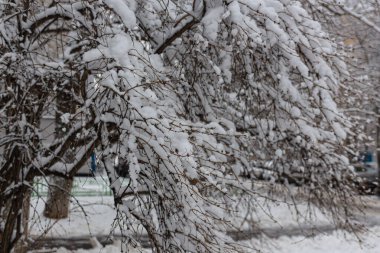 Kış masalı, karla kaplı kış parkı, kış zamanı, doğa yakın.