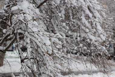 Kış masalı, karla kaplı kış parkı, kış zamanı, doğa yakın.