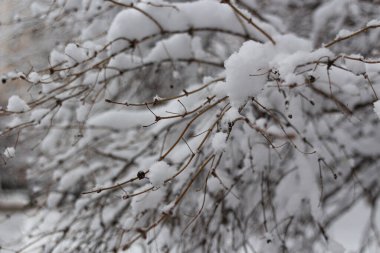 Kış masalı, karla kaplı kış parkı, kış zamanı, doğa yakın.