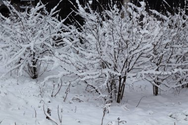 Kış masalı, karla kaplı kış parkı, kış zamanı, doğa yakın.