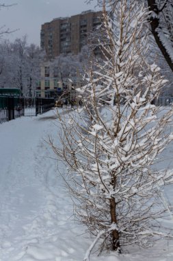 Moskova, Rusya - 11 Ocak 2020: Yerleşim yerlerinde yoğun olarak taze karla kaplı olan tarla ağacı Moskova 'da,