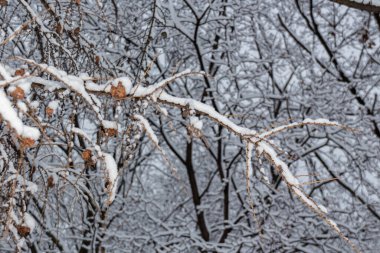 Ağaçta kurumuş tohumlar parktaki karla kaplı, kış zamanı, doğa yakın.