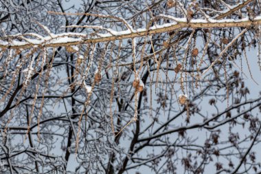 Ağaçta kurumuş tohumlar parktaki karla kaplı, kış zamanı, doğa yakın.