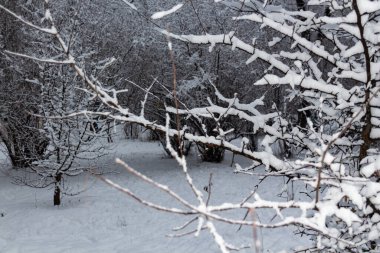 Kış masalı, karla kaplı kış parkı, kış zamanı, doğa yakın.