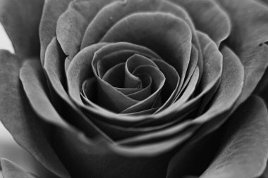 Siyah ve beyaz gül çiçekleri. Gül, gülgiller (Rosaceae) familyasından, Rosa cinsinin uzun ömürlü bir çiçeğidir..