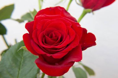 Arka planda kırmızı gül çiçekleri var. Gül, gülgiller (Rosaceae) familyasından, Rosa cinsinin uzun ömürlü bir çiçeğidir..