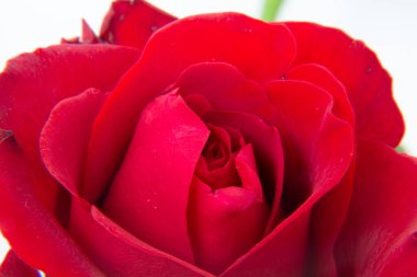 Arka planda kırmızı gül çiçekleri var. Gül, gülgiller (Rosaceae) familyasından, Rosa cinsinin uzun ömürlü bir çiçeğidir..