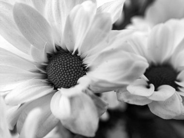 Güzel kasımpatı çiçeklerinin siyah beyaz fotoğrafı