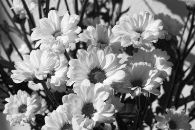 Güzel kasımpatı çiçeklerinin siyah beyaz fotoğrafı
