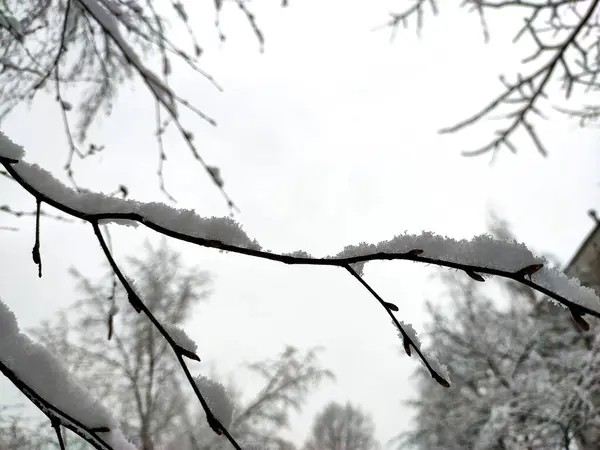 Branches Arbres Couvertes Neige Macro Gros Plan Lors Une Chute — Photo