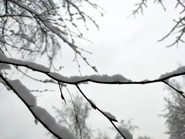 Snow Covered Branches Trees Macro Closeup Winter Snowfall — Stock Photo, Image