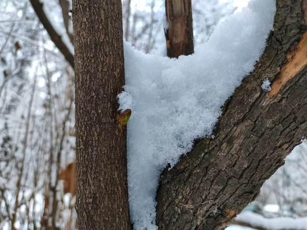 Bourgeon Sur Arbre Couvert Neige Janvier Problèmes Environnementaux Dus Réchauffement — Photo