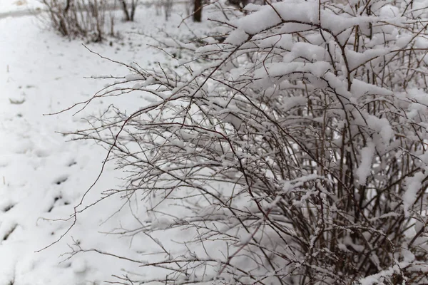 Branches Arbres Couvertes Neige Pendant Une Chute Neige Hivernale — Photo