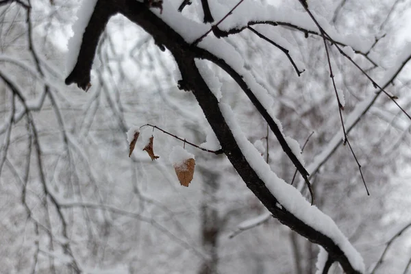 Zasněžené Větve Stromů Makro Detailní Záběr Během Zimního Sněžení — Stock fotografie