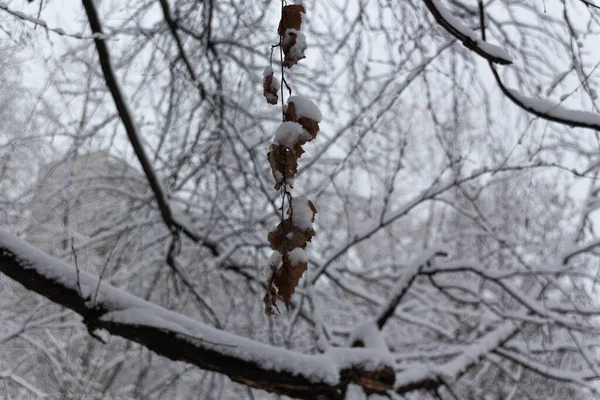 Schneebedeckte Äste Von Bäumen Während Eines Winterschneefalls — Stockfoto