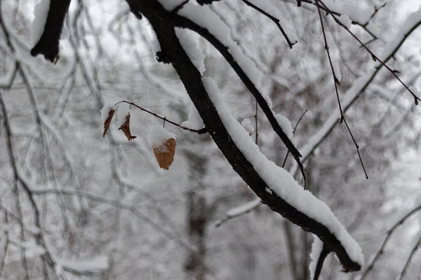 Branches Arbres Couvertes Neige Macro Gros Plan Lors Une Chute — Photo