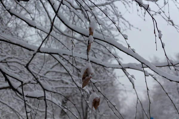 Ağaç dalları ve kuru yapraklar karla kaplı, kış zamanı, doğa yakın.